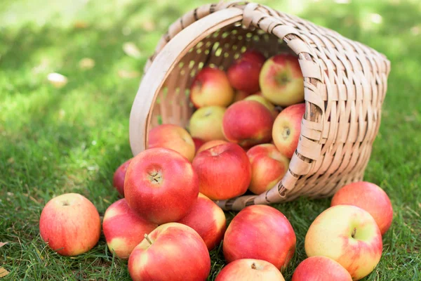 Червоні яблука в кошику — стокове фото