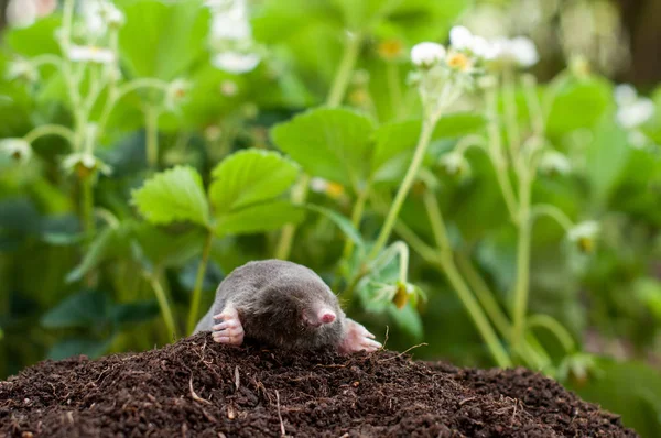 Mole and molehill — Stock Photo, Image