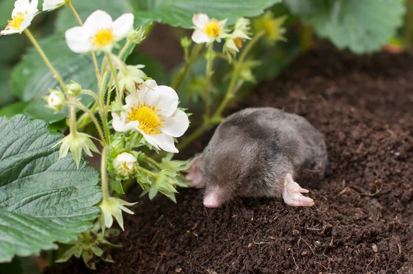 Mole in the garden — Stock Photo, Image