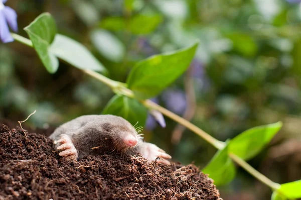 Digging mole out of hole — Stock Photo, Image