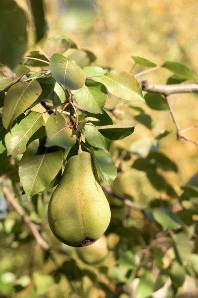 Olgun sulu armut — Stok fotoğraf