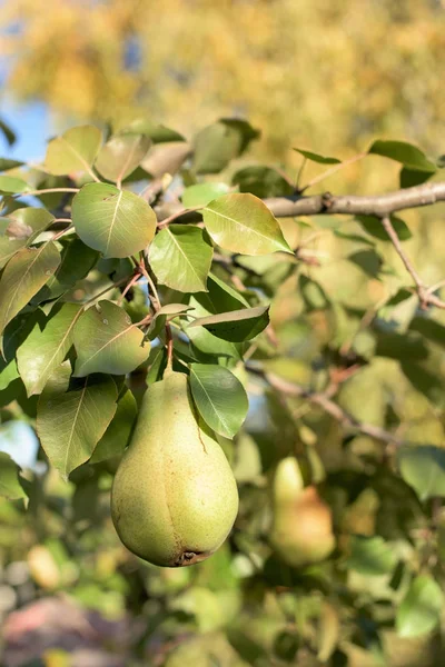 Bir ağaçta armut — Stok fotoğraf