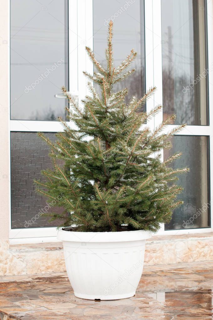 Fir tree for Christmas