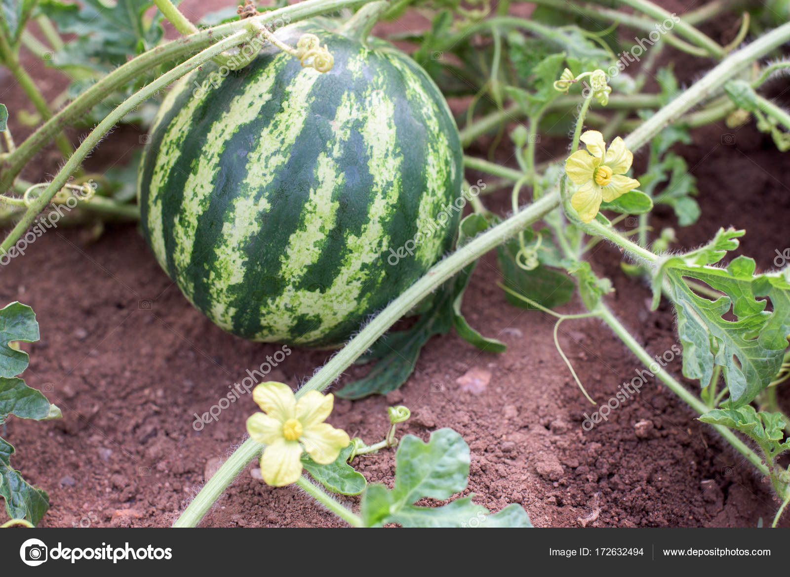 Pictures Watermelon Plants Watermelon Plant In A Garden