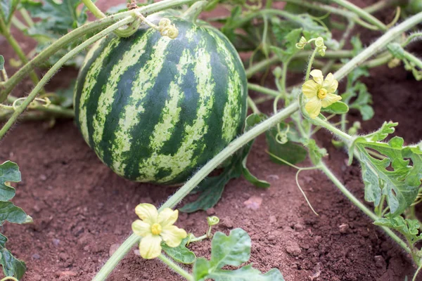 Watermeloen plant in een tuin — Stockfoto
