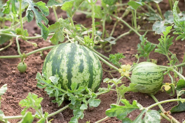 Watermeloenen in tuin — Stockfoto