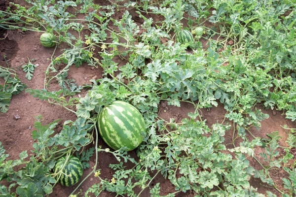 Watermeloenen in een tuin — Stockfoto