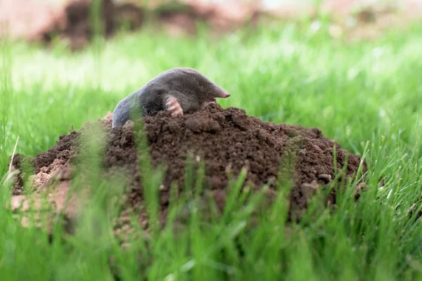 Mole in a garden — Stock Photo, Image