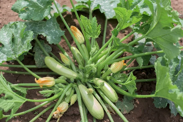 Fábrica de abobrinha em uma horta — Fotografia de Stock