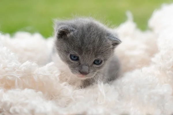 Grey kitten with white blanket — Stock Photo, Image