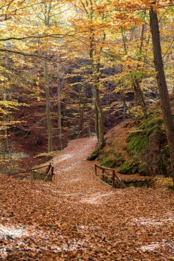Sonbahar park ve köprü