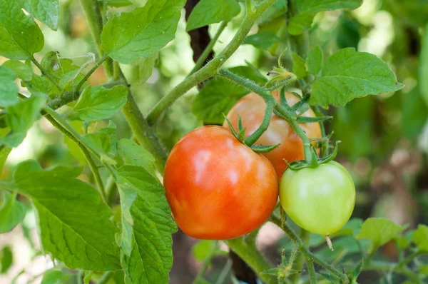 Jovem planta de tomate — Fotografia de Stock