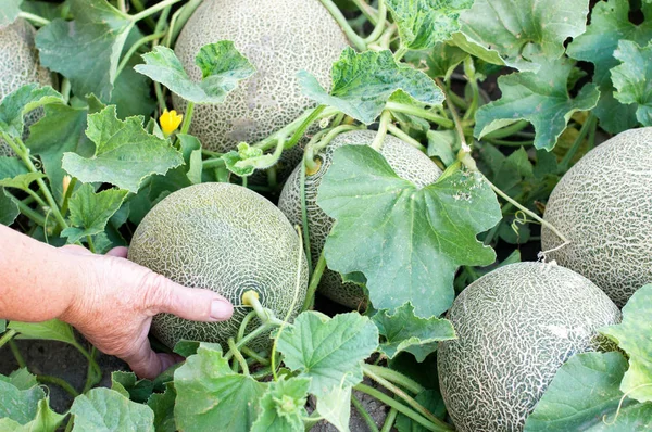 Meloons a kertben — Stock Fotó