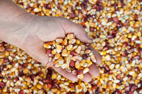 Kukurydza, nasiona w ręku — Zdjęcie stockowe