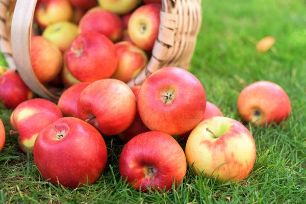 Червоні стиглі яблука з кошика — стокове фото