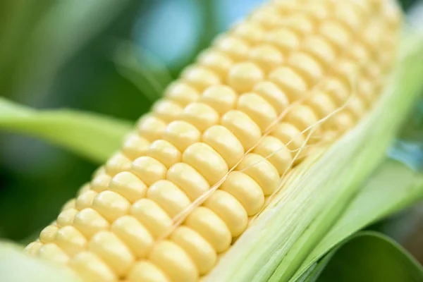 Fresh sweet corn — Stock Photo, Image