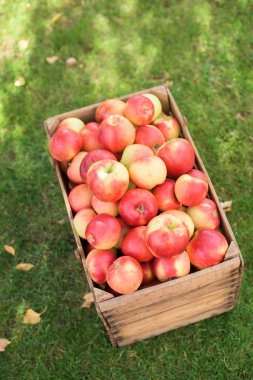 Ahşap cassete Kırmızı elma