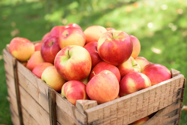 Червоний здорових, дозрілих яблук — стокове фото