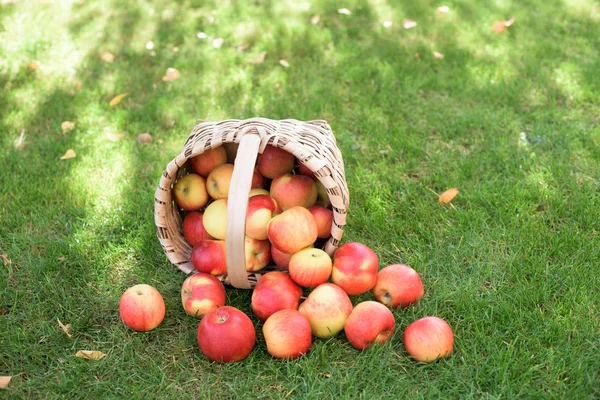 红苹果在篮子里 — 图库照片