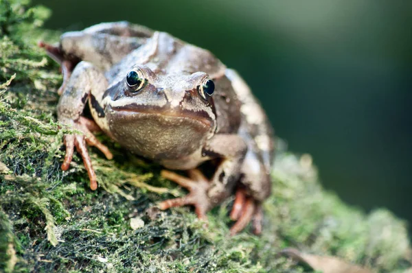 Kikker op een steen — Stockfoto