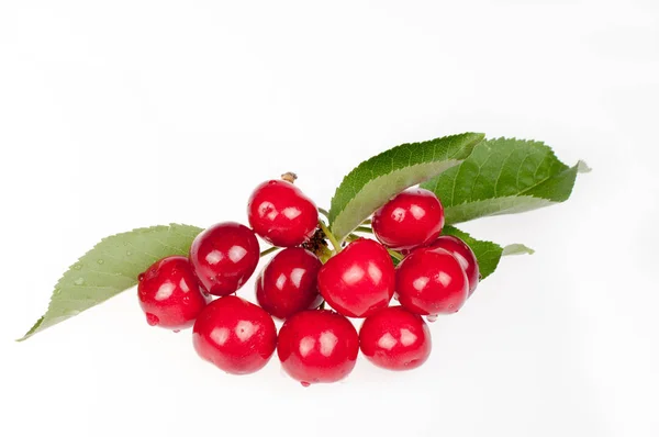 Branch with red ripe cherries — Stock Photo, Image