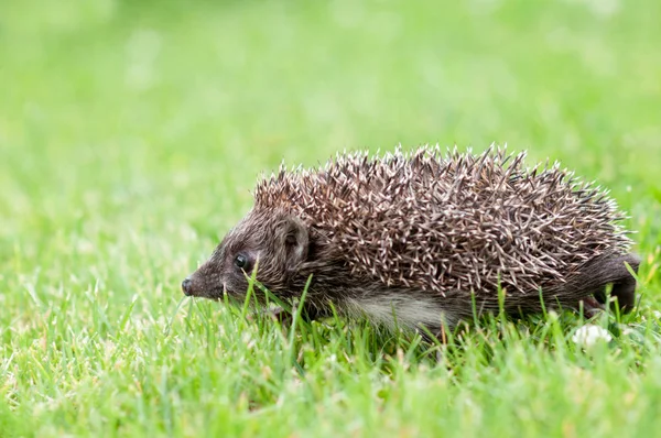 Pequeno ouriço em uma grama — Fotografia de Stock