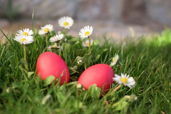 Red eggs and deisies — Stock Photo, Image