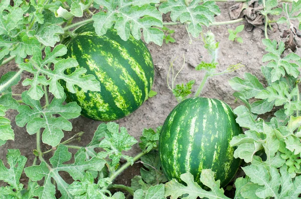 Twee watermeloenen in een tuin — Stockfoto