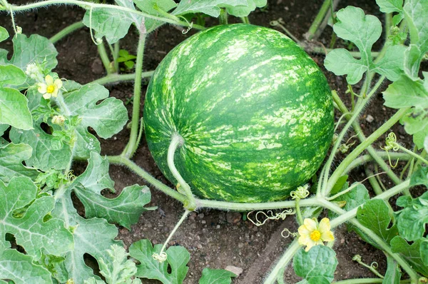 Watermelon plant with blossoms — Stock Photo, Image