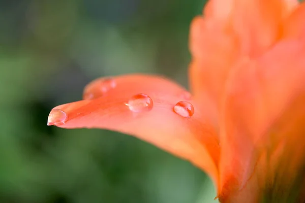 Primo piano di tulipano arancione — Foto Stock