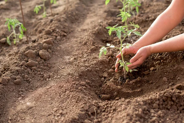 Las Manos Femeninas Siembran Nueva Planta Tomate Huerto — Foto de Stock