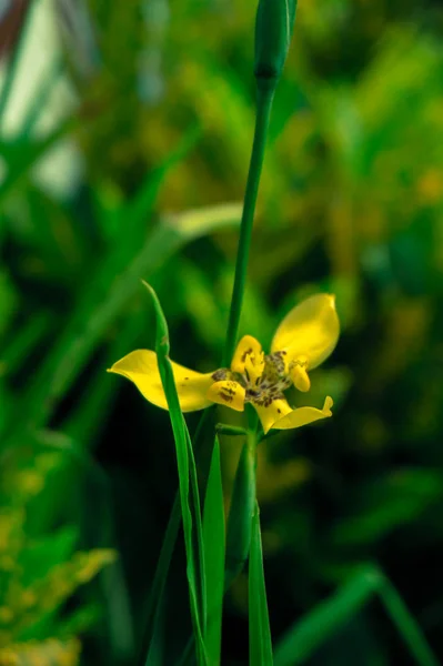Krása květin v makro fotoaparát — Stock fotografie