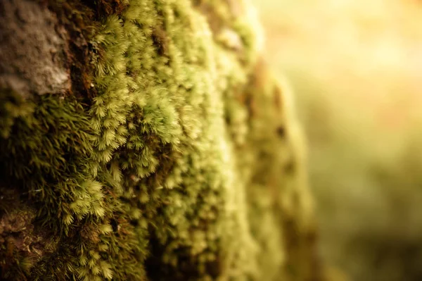 paraziter çim kayaların üzerinde büyür