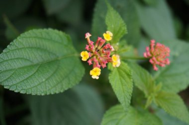 Makrodaki güzel çiçek