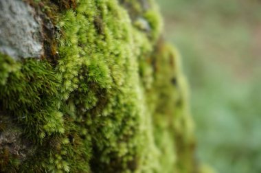 yeşil yosunlu duvar dokuları