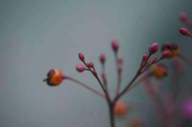 Makrodaki güzel çiçek