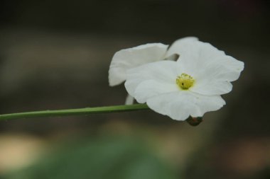 Makrodaki güzel çiçek