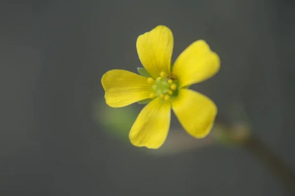 Krásná Květina Makru — Stock fotografie