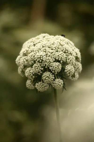 Bellissimo Fiore Macro — Foto Stock