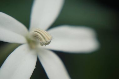 Makrodaki güzel çiçek