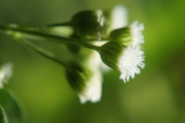 Bela Flor Macro — Fotografia de Stock