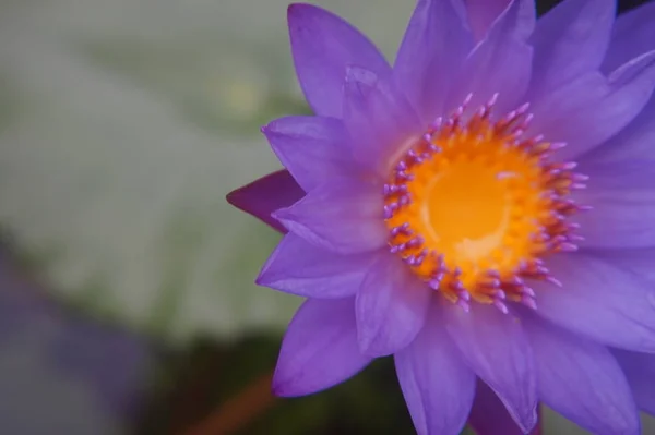 Hermosa Flor Macro —  Fotos de Stock