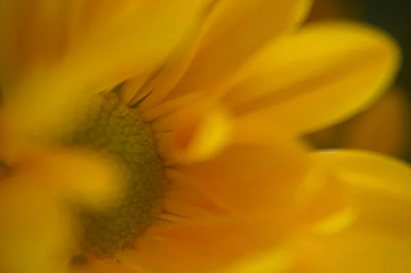 Bela Flor Macro — Fotografia de Stock