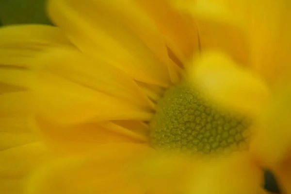 Bela Flor Macro — Fotografia de Stock