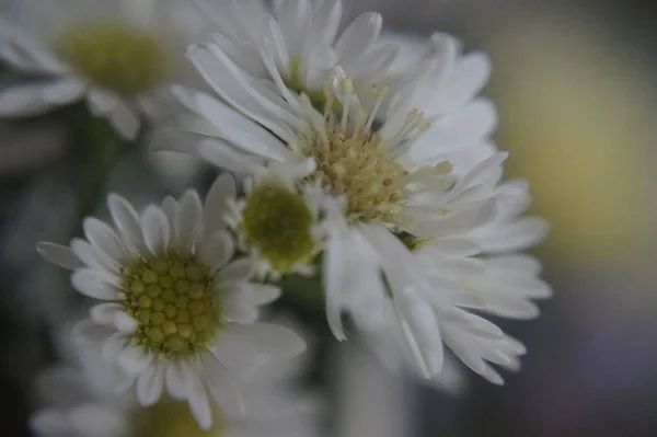 Piękny Kwiat Makro — Zdjęcie stockowe