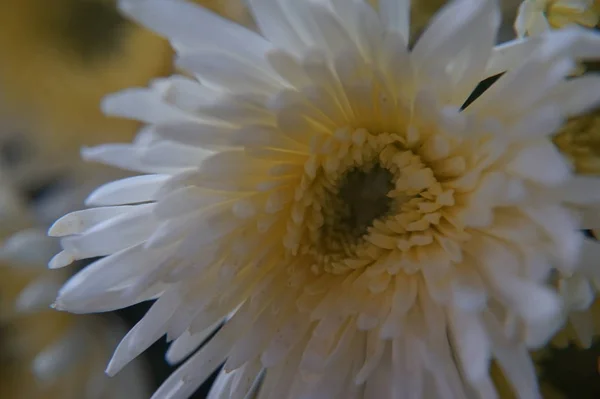 Bela Flor Macro — Fotografia de Stock