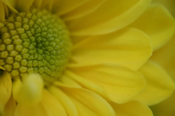 Bela Flor Macro — Fotografia de Stock