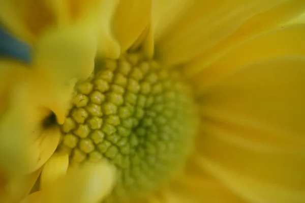 Bela Flor Macro — Fotografia de Stock