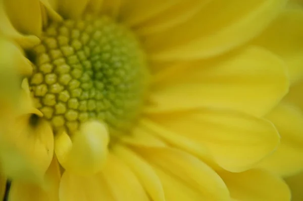 Bela Flor Macro — Fotografia de Stock