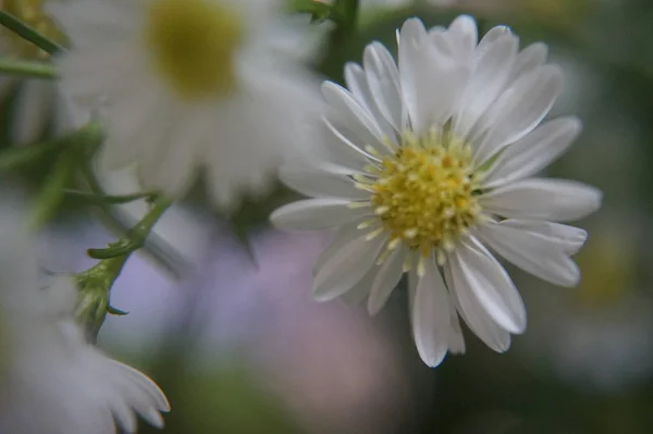 Bela Flor Macro — Fotografia de Stock